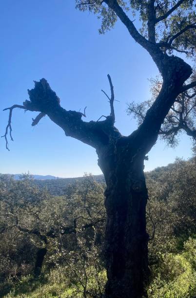 istock Dead tree in the middle of a lush forested mount 1468280200