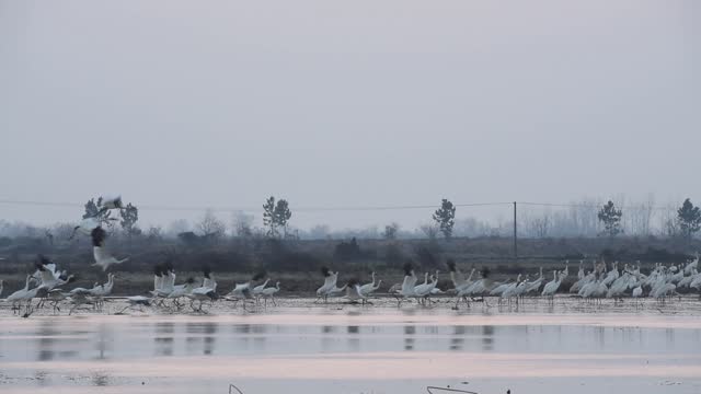 Wild geese in the lotus pond of Five Star Farm in winter in Nanchang, Jiangxi, China