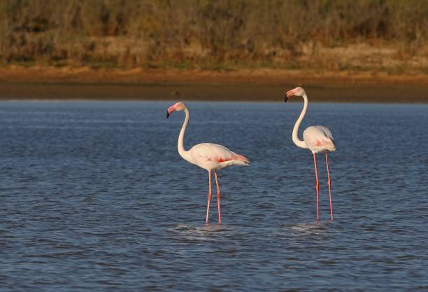istock GREATER FLAMINGO  (Phoenicopterus ruber) 1468282158