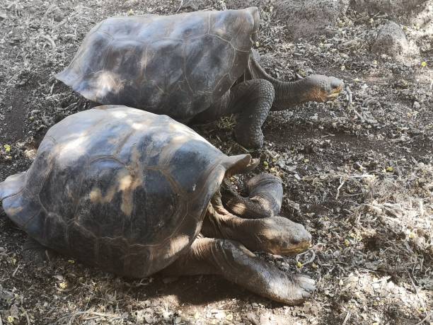 istock Giant Tortoises 1468285417