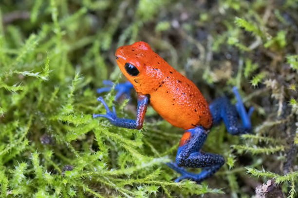 istock Strawberry Poison-dart Frog in rainforest 1468285614