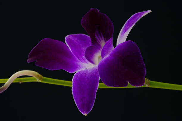 istock Beautiful purple orchid flower 1468285628