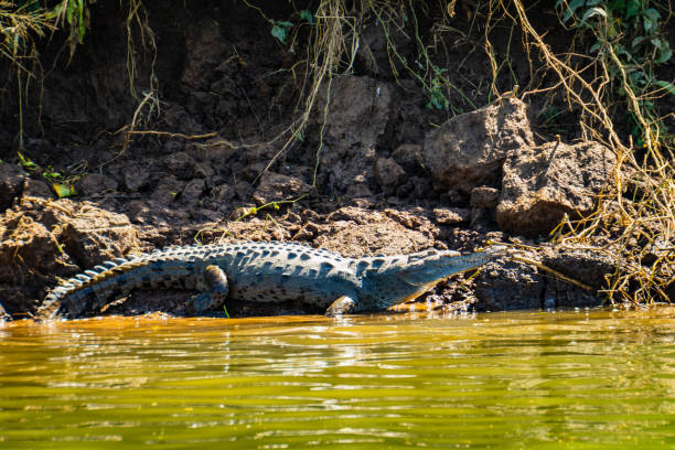 istock American Crocodile in Costa Rica 1468286059