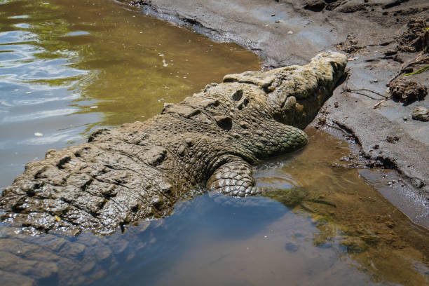 istock American Crocodile in Costa Rica 1468286152