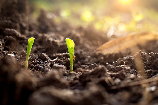 Corn field. Renewable energy for future. Sustainable resources. Plant management or environment symbol. Organic vegetable seedling.