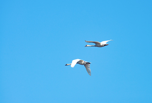Two swans flying against blue sky