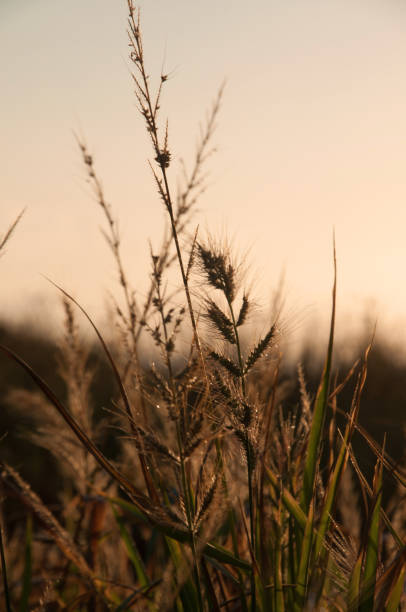 istock Grass in the field at sunset 1468289663