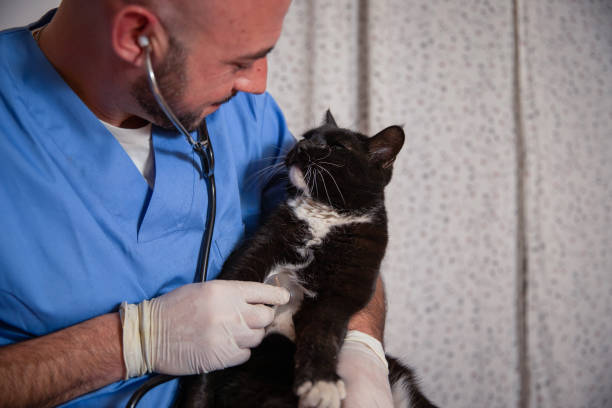 istock A vet holds a cat in his hand and examines it with a stethoscope 1468289971