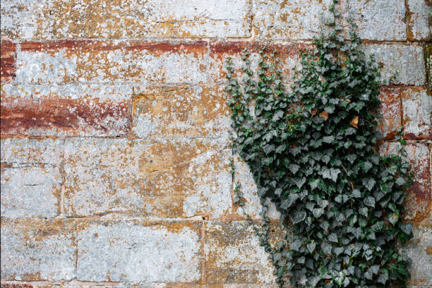 istock Green ivy on an old brick wall, background 1468290281