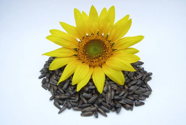 istock Sunflower and sunflower seeds on white background 1468291766