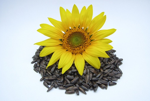 Sunflower and sunflower seeds on white background