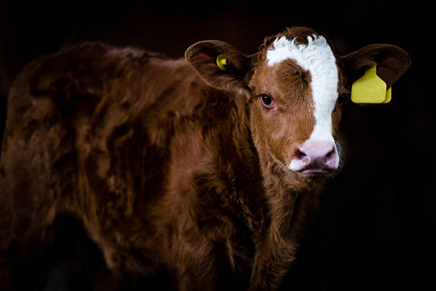 istock brown cow calf standing in a farm barn 1468292469