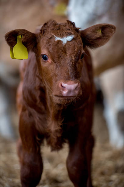 istock brown cow calf standing in a farm barn 1468292536