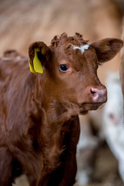 istock brown cow calf standing in a farm barn 1468292578