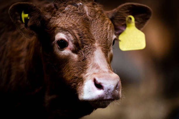 istock brown cow calf standing in a farm barn 1468292586
