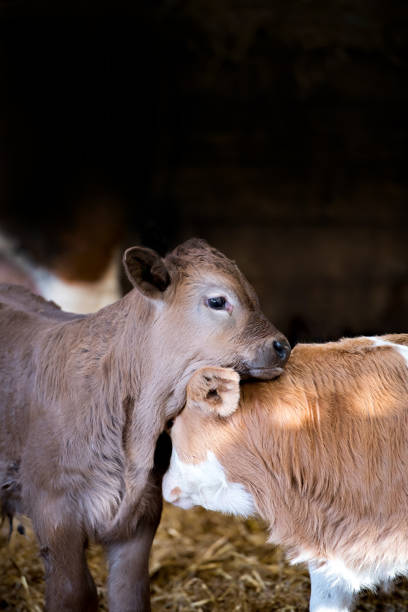 istock Two brown cow calves standing in a farm barn 1468292621