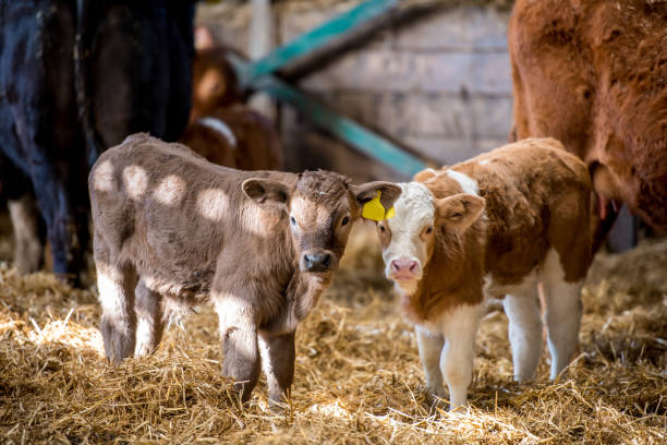 istock Two brown cow calves standing in a farm barn 1468292694