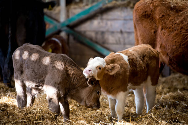 istock Two brown cow calves standing in a farm barn 1468292810