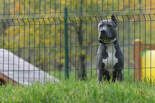 Sad dog out of fence