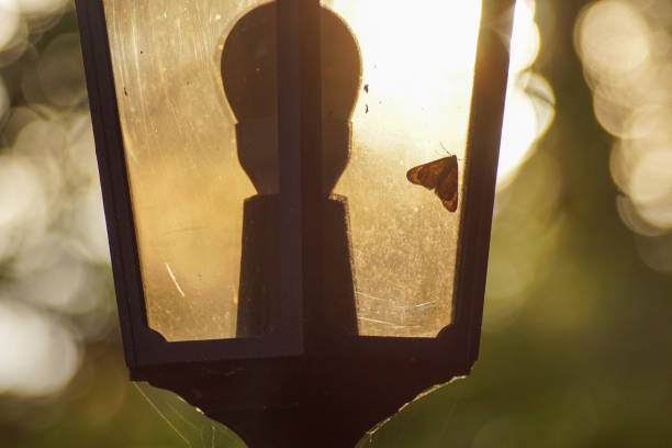 istock Close up of a moth inside a street lamp 1468294482