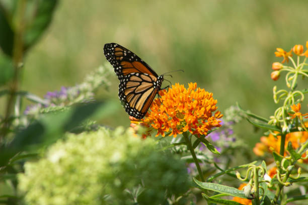 Monarch Butterfly feeding on Butterfly Milkweed