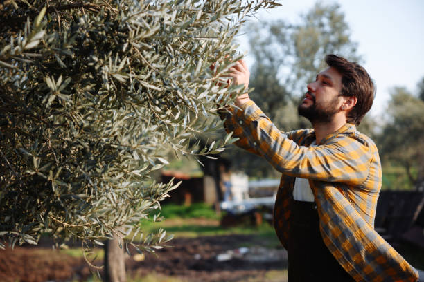 istock Young man handpicking ripe olives from olive tree 1468295575