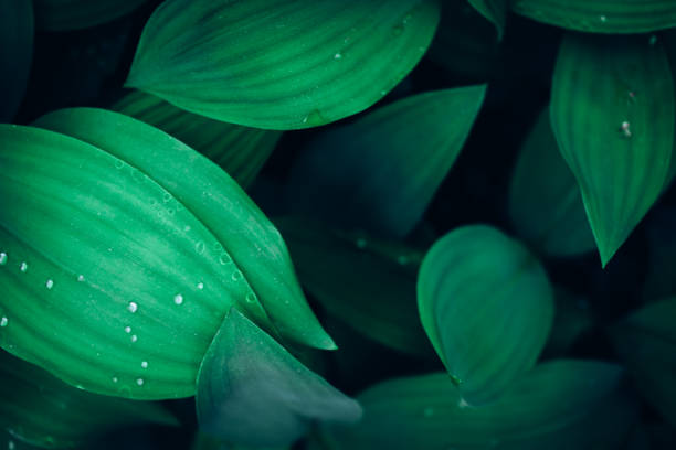 istock Green leaves spring or summer background 1468295626