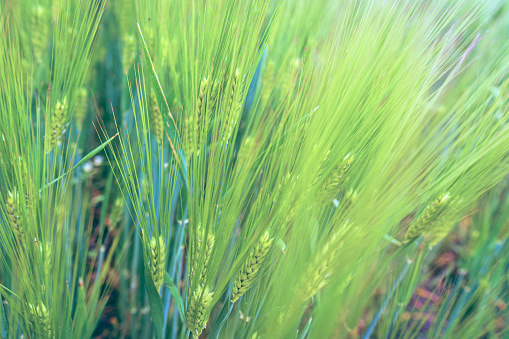 Festuca Arundinacea Palma, aka Tall Fescue - a high standard forage grass -cultivation field in the wind on a sunny day. Horizontal abstract nature background.
