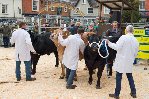 Winslow, UK - December 05, 2022. Cattle are judged at the Winslow Primestock Show. The show is an annual event held in the historic market town in Buckinghamshire