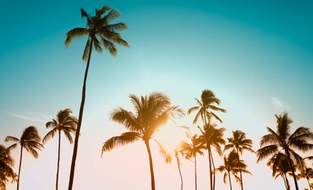 istock Coconut palm trees on beach at sunset. 1468298360
