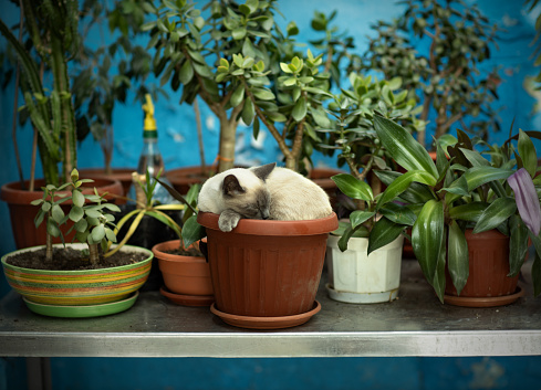 cat in a flower pot