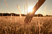 Woman walking in an open field at sunset touching the grass with her hand.