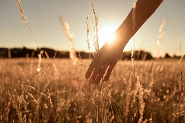 Woman walking in an open field at sunset touching the grass with her hand. stock photo