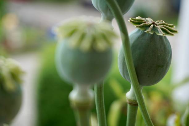 papaver somniferum è una pianta della famiglia delle papaveraceae. - plant poppy oriental poppy green foto e immagini stock