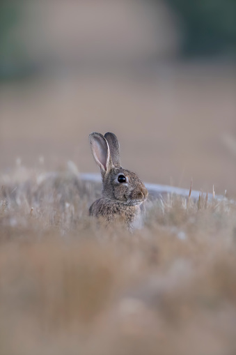 Baby cotton tail rabbit outdoors on a farm