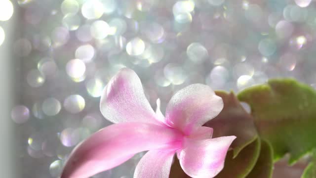 schlumbergera in detail with pink blossom in full bloom