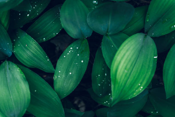 istock Green leaves spring or summer background 1468306184