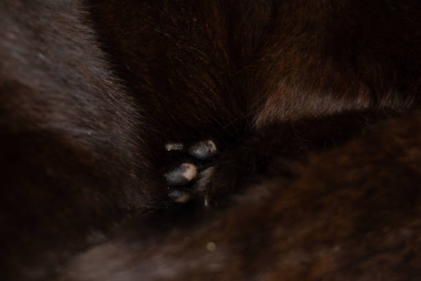 istock background of black cat fur close up, black cat, wool 1468306924