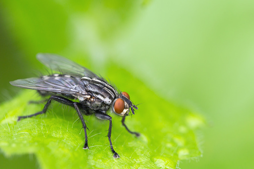 Macro portrait of the Fly with on the weathered wooden board