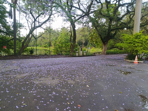 Paths in Aclimacao park covered on violet jacaranda petals. Shot in Sao Paulo city, SP, Brazil.