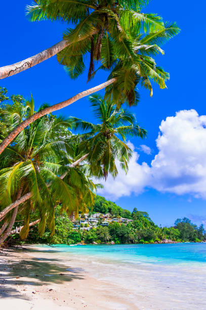 istock Idyllic tropical nature of exotic Seychelles islands. Palm white sandy beach scenery 1468308325