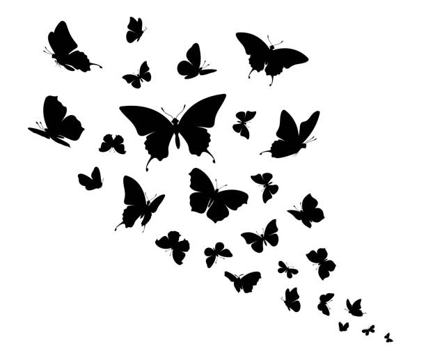 Butterfly. Flock of flying butterflies Butterfly. Flock of flying butterflies. Isolated black silhouette on white background. Vector illustration pics of a butterfly flying stock illustrations