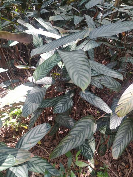 istock Ctenanthe setosa, known as 'maranta-cinza' 1468308540