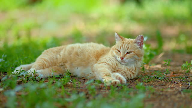 red cat sleeping on grass and waking up by loud sound, village cat relaxing in daytime, 4K, Prores