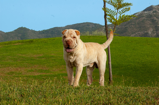 Portrait of shar pei purebred dog sand color standing in the field i with blue sky background
