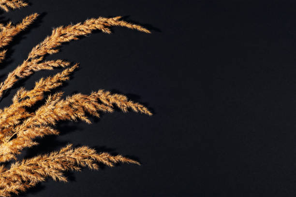 istock Pampas grass on black background. Top view, flat lay, copy space 1468311888
