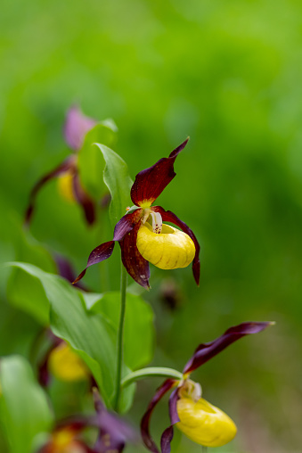 Blooming wild yellow lady's slipper, Cypripedium calceolus, in the lady's slipper area Martinauer Au in the Lechtal valley. Blurred green background, Austria