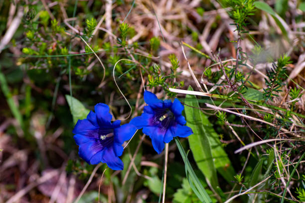 Wild, deep blue flowering gentian, Gentiana, on the forest floor Wild, deep blue flowering gentian, Gentiana, on the forest floor, Austria enzian stock pictures, royalty-free photos & images