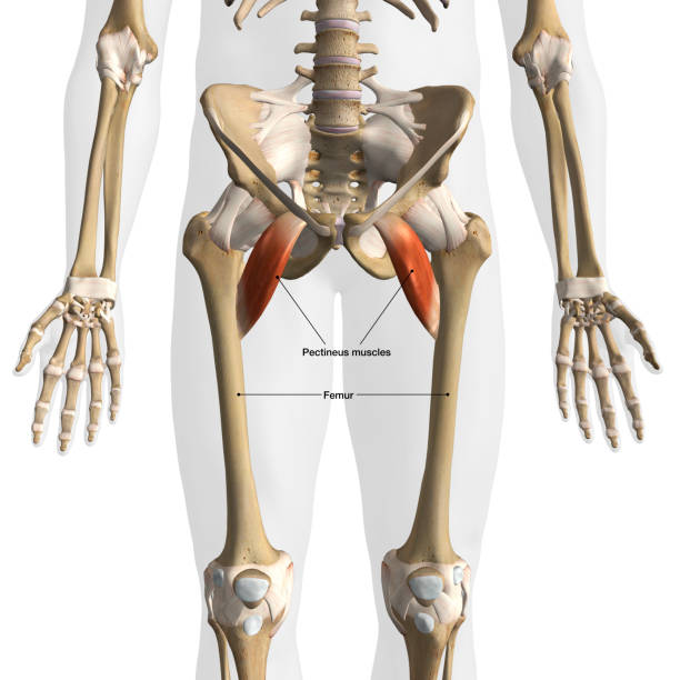istock Male Pectineus Muscles Front View Isolated on White Background with Text Labeling 1468312009