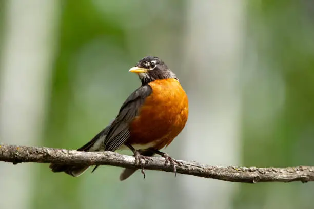 Photo of American robin perched on a tree in vibrant plumage in the wood.